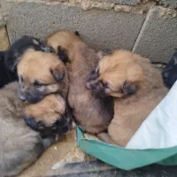 توله سگ|سگ|تهران, فلسطین (میدان انقلاب)|دیوار