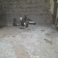 چهارتا ۶۵۰