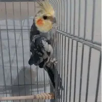 عروس هلندی|پرنده|پلدشت, |دیوار