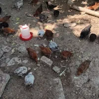 جوجه  محلی