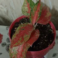 گل آگلونما فیلودندرون و ...