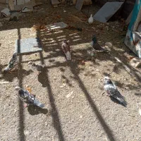 9تا کفتر زیر قیمت|پرنده|بافت, |دیوار