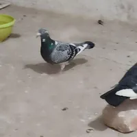 کفتر ماده درشت
