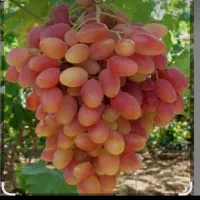 فروش انگور فخری بجنورد (کلی)