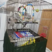 عروس هلندی مولد|پرنده|سقز, |دیوار