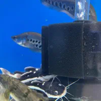 ماهی و آکواریوم و لوازم|ماهی|زنجان, |دیوار