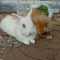 خرگوش نر و ماده