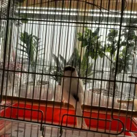 گلاستر نر اورجینال|پرنده|تهران, جمال‌زاده|دیوار