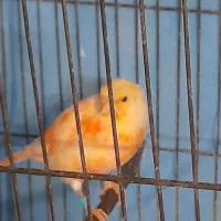 قفس اسباب بازی