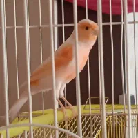 قناری دوعدد نر بخون|پرنده|فولادشهر, مسکن مهر فولادشهر|دیوار