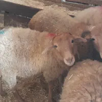 بره ماده سالم