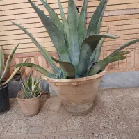 فروش گل کاکتوس