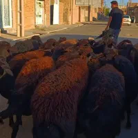 40 راس گوسفند آبستن همه جوان