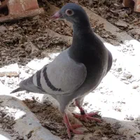 جفت جوجه بضمانت آینده دار