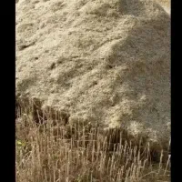 کارگر کاه بصورت گروهی