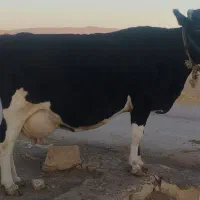 گاو دورگ هلشتاین