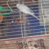 ۴عدد مرغ عشق|پرنده|مشهد, ایثارگران|دیوار