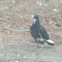 کفتر. کبوتر