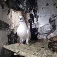 کبوتربالای۷ساعت|پرنده|اسلامآباد غرب, |دیوار