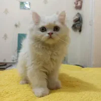 گربه پرشین عروسکی|گربه|کرج, گوهردشت|دیوار