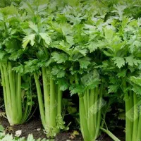خریدار نشا کرفس اصفهانی فله
