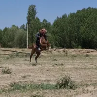 اسب نریان جفت زن و شیرجه زن