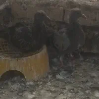 شوشتر