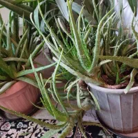 الورا معاوضه|گل و گیاه طبیعی|سهند, |دیوار