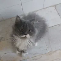 توله ۳ ماهه پرشین اگزاتیک