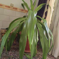 گل برگ موزی