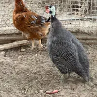 مرغ شاخ دار|حیوانات مزرعه|فردیس, شهرک هفده شهریور|دیوار