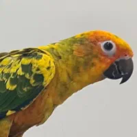 طوطی خورشیدی(سان کانر) و عروس هلندی مرواریدی