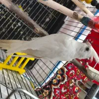 معاوظه عروس هلندی بالغ ماده آلبینو