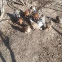 جوجه گلین|لوازم جانبی حیوانات|جلیل آباد, |دیوار