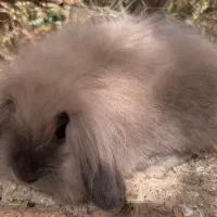 خرگوش لوپ نر