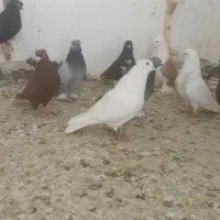کبوتر