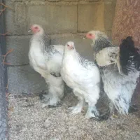 برهما لایت غول