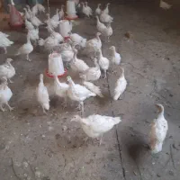 فروش بوقلمون بیوتی۶