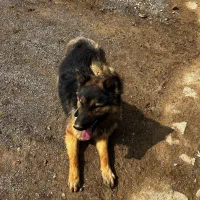 ژرمن|سگ|همدان, |دیوار