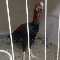 مرغ و خروس لاری|حیوانات مزرعه|ری, علایین|دیوار