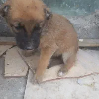 واگزاری سگ|سگ|یزد, |دیوار