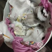 قبول واگذاری عروس هلندی