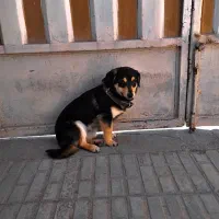 سگ‌پاکوتا(فروش‌یامعاوضه)