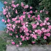 رستوران باغ ،بومگردی (۵۰٪ تخفیف)