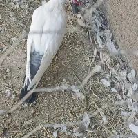 کبوتر دُم سیاه نر (قره قوروخ)