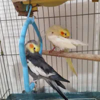 جفت عروس هلندی سالم