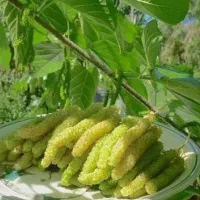 پیش فروش نهال توت موزی|خدمات باغبانی و درختکاری|الوند, |دیوار