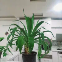 گل آپارتمانی