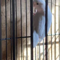 طوطی
