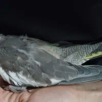 فنچ و قناری و عروس هلندی جوجه و جفت|پرنده|شیراز, شهرک سراج‎|دیوار